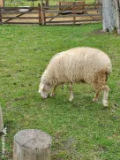 Vánd oi cu miei dupa ele