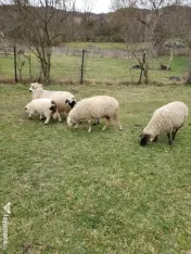 Vánd oi cu miei dupa ele