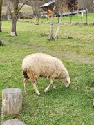 Vánd oi cu miei dupa ele