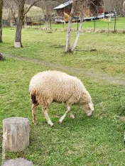 Vánd oi cu miei dupa ele