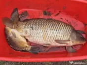 COMISION 0% - Teren intravilan cu 2 iazuri populate – 2225 