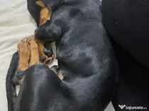 Vând cățel Teckel negru cu pete de foc