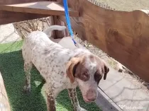 Catel Brac German cu Lagotto metis