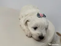 Bichon Maltez Maltese Talie Mica 