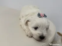 Bichon Maltese Talie Mica
