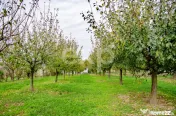 Teren cu livadă de vânzare – Sârbova, poziție excelent 