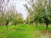 Teren cu livadă de vânzare – Sârbova, poziție excelent