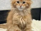 Maine coon puiuți superbi