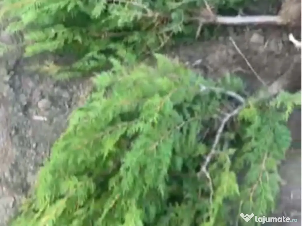 Tuia Orientalis Biota