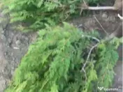 Tuia Orientalis Biota