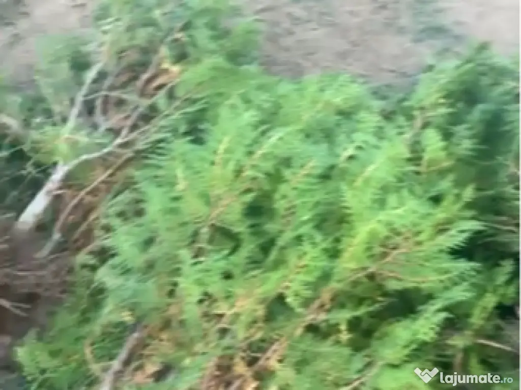 Tuia Orientalis Biota