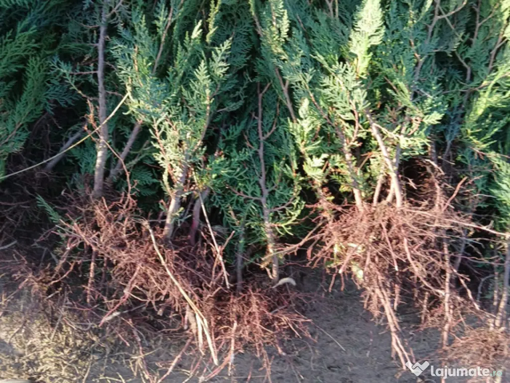 Tuia Orientalis Biota