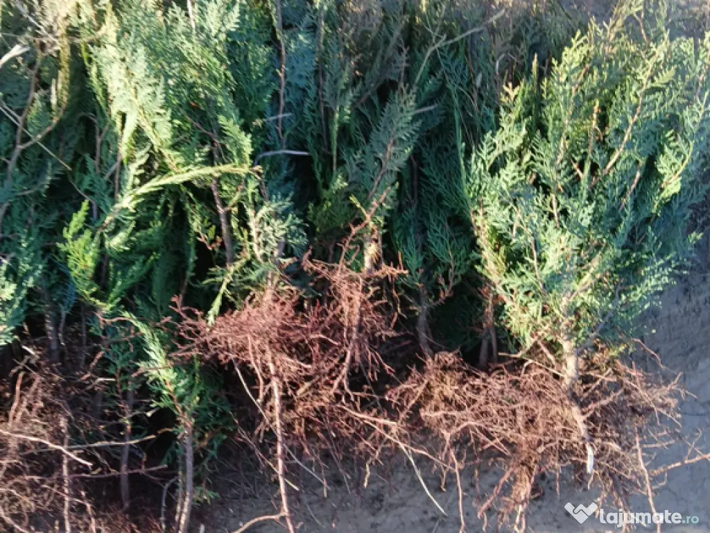 Tuia Orientalis Biota