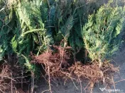 Tuia Orientalis Biota