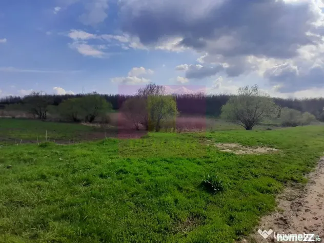 GIURGIU - SE VINDE TEREN 3400 MP IN SAT PODU ILFOVATULUI - Buturugeni (Giurgiu)
