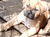 Căței Cane Corso cu pedigree tip A 