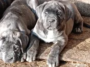 Căței Cane Corso cu pedigree tip A 