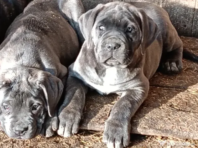 Căței Cane Corso cu pedigree tip A