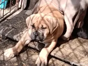 Căței Cane Corso cu pedigree tip A 