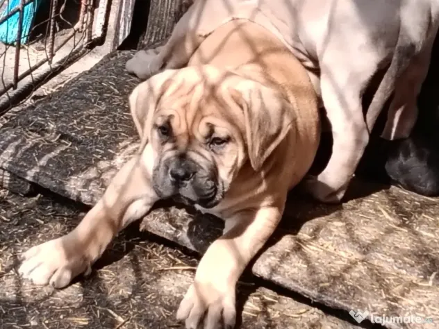 Căței Cane Corso cu pedigree tip A