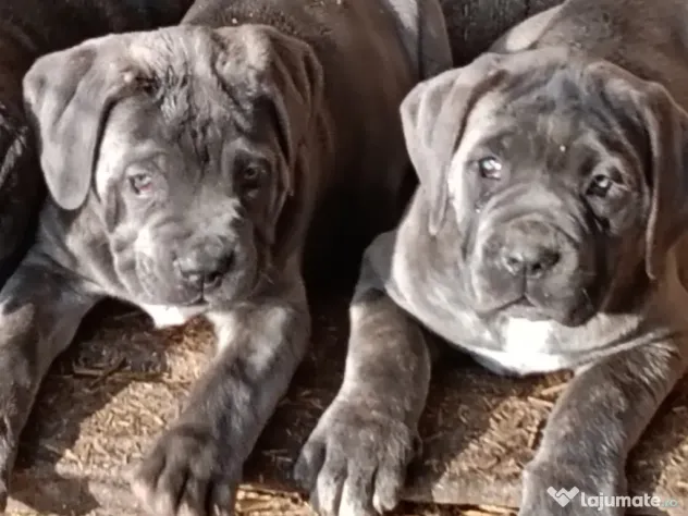 Căței Cane Corso cu pedigree tip A