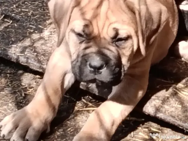 Căței Cane Corso cu pedigree tip A