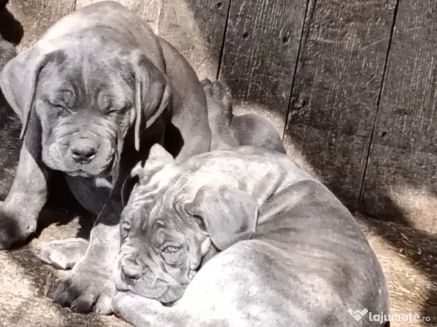 Căței Cane Corso cu pedigree tip A