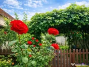 Casa cu vatra traditionala, gradina, garaj, facilitati, Codl 