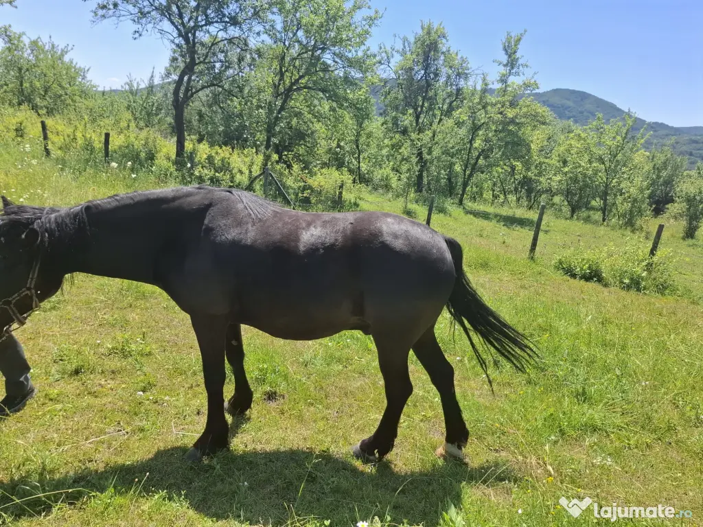 Cal în vârstă de 9ani detali zero șapte cinci doi șase patru șapte unu patru doi