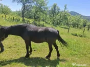 Cal în vârstă de 9ani detali zero șapte cinci doi șase patru șapte unu patru doi