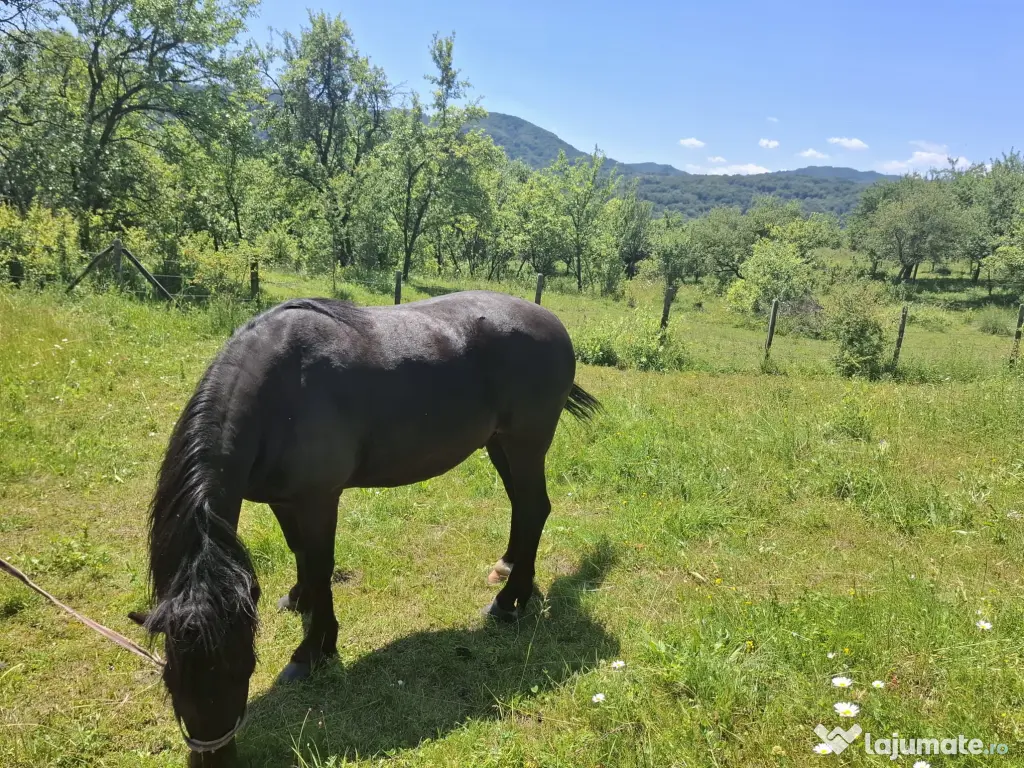 Cal în vârstă de 9ani detali zero șapte cinci doi șase patru șapte unu patru doi