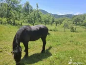 Cal în vârstă de 9ani detali zero șapte cinci doi șase patru șapte unu patru doi