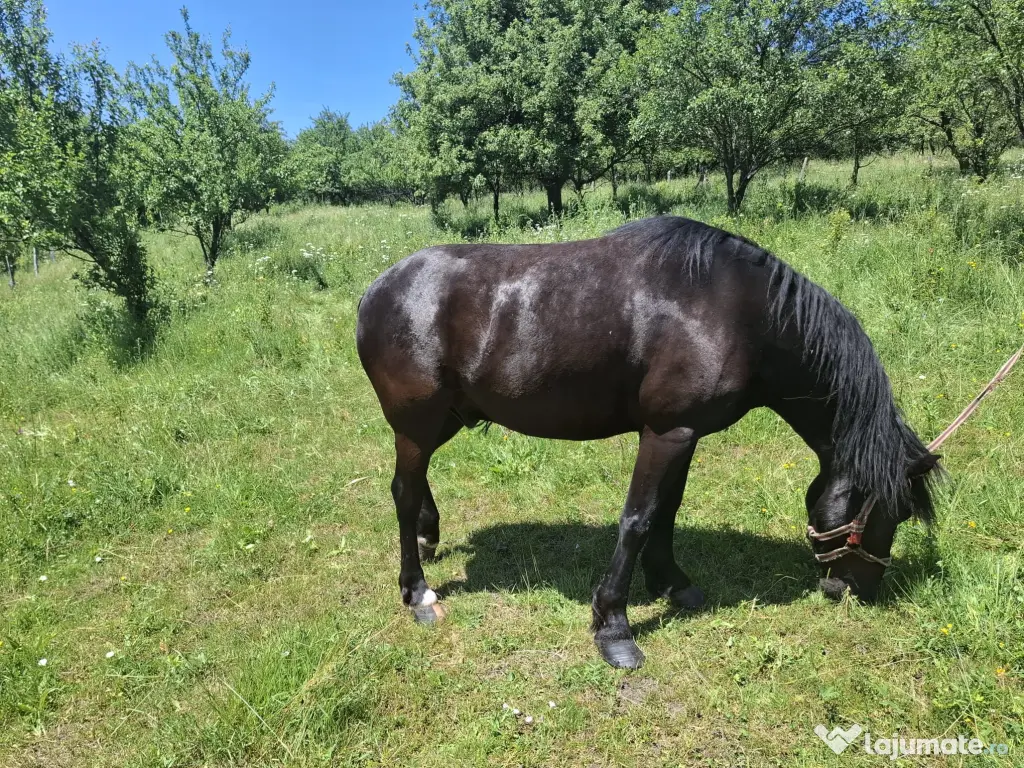 Cal în vârstă de 9ani detali zero șapte cinci doi șase patru șapte unu patru doi