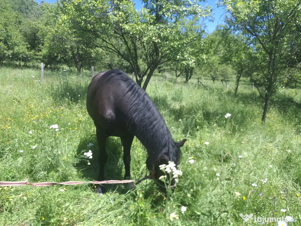 Cal în vârstă de 9ani detali zero șapte cinci doi șase patru șapte unu patru doi