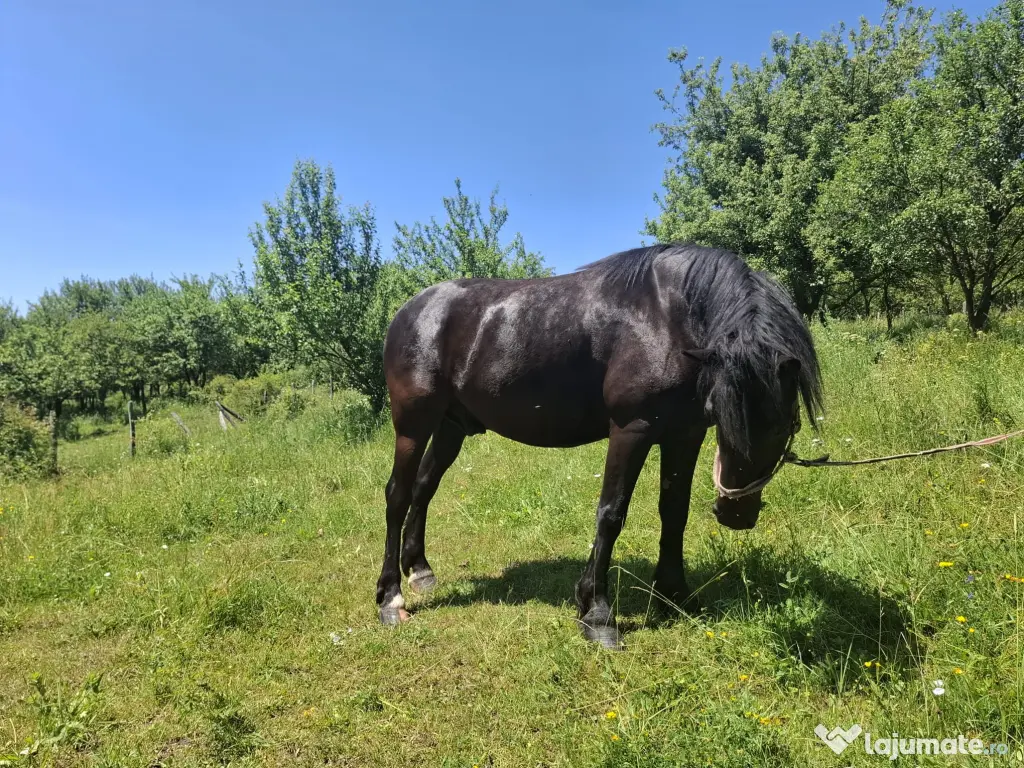 Cal în vârstă de 9ani detali zero șapte cinci doi șase patru șapte unu patru doi