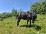 Cal în vârstă de 9ani detali zero șapte cinci doi șase patru șapte unu patru doi