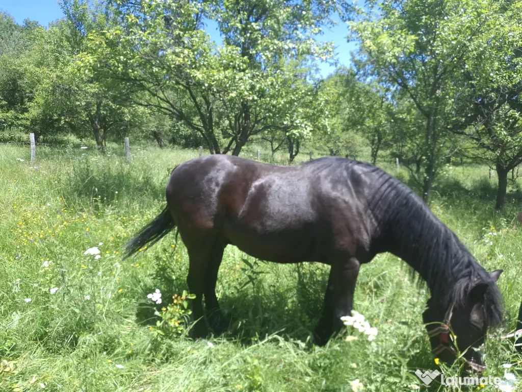 Cal în vârstă de 9ani detali zero șapte cinci doi șase patru șapte unu patru doi