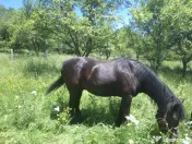 Cal în vârstă de 9ani detali zero șapte cinci doi șase patru șapte unu patru doi