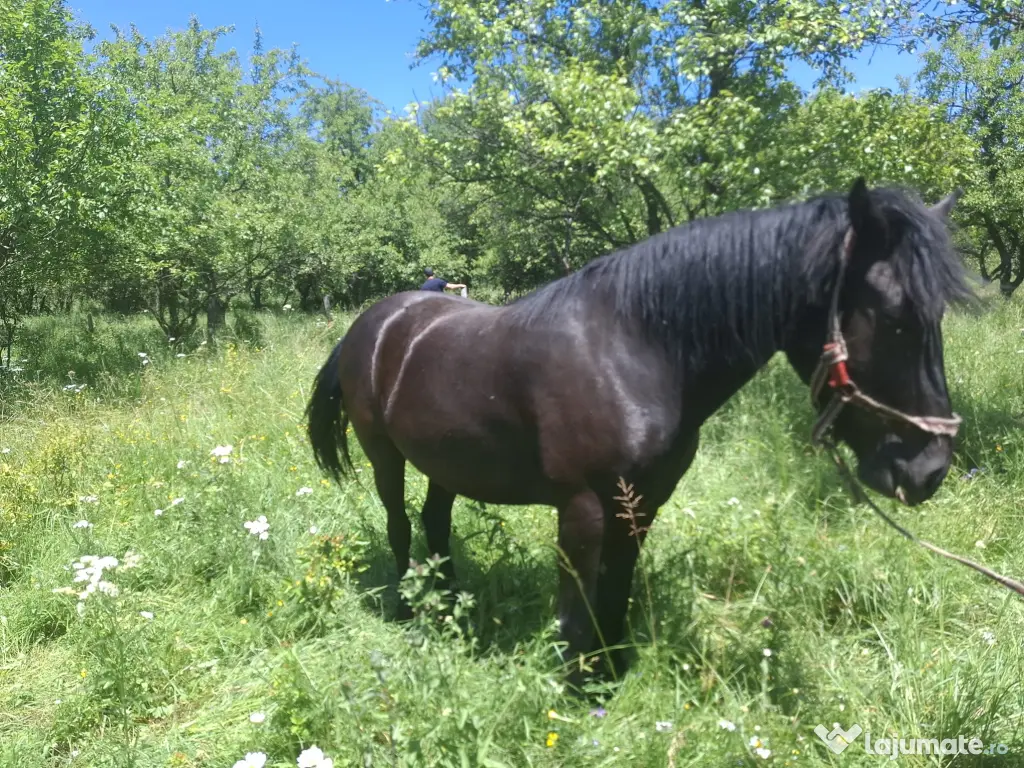 Cal în vârstă de 9ani detali zero șapte cinci doi șase patru șapte unu patru doi