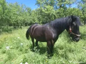 Cal în vârstă de 9ani detali zero șapte cinci doi șase patru șapte unu patru doi