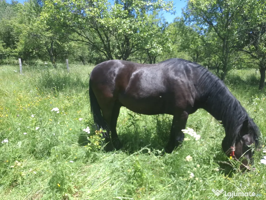 Cal în vârstă de 9ani detali zero șapte cinci doi șase patru șapte unu patru doi