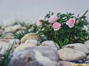 Aleasa Pensiune, pe 1.400 mp teren, in curcubeu montan, Bran 