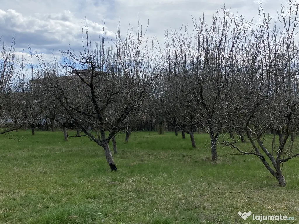 Teren intravilan 7000 mp