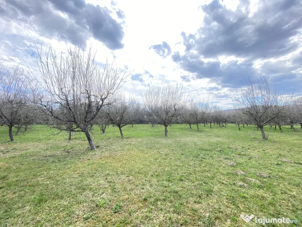 Teren intravilan 7000 mp