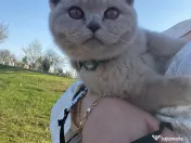 Pisica british lila de vânzare 