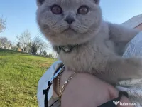 Pisica british lila de vânzare 