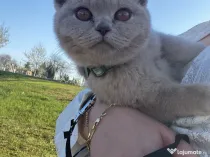 Pisica british lila de vânzare