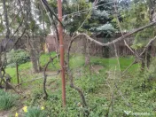 Casa cu 3 camere, curte verde si spatioasa 