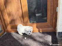 Bichon maltez disponibil!