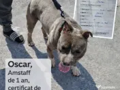 Vând catelusi jucausi 